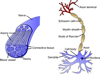 nerves and neurons